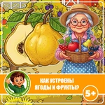 КАК УСТРОЕНЫ ЯГОДЫ И ФРУКТЫ?
